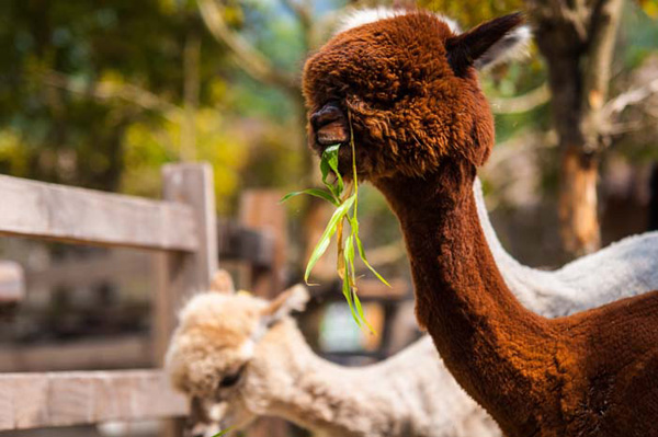 AlpacaHill AlpacaHill