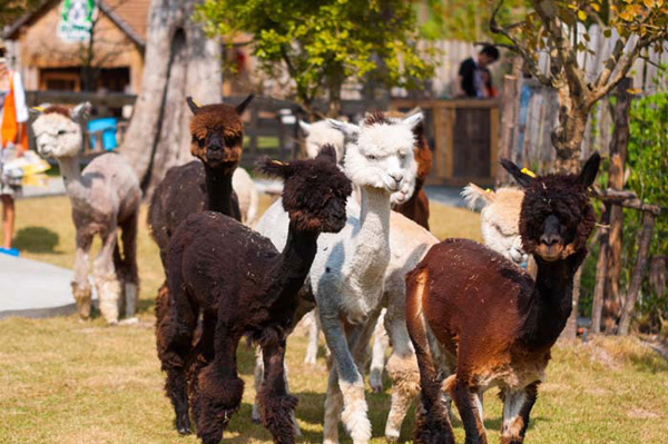 AlpacaHill AlpacaHill