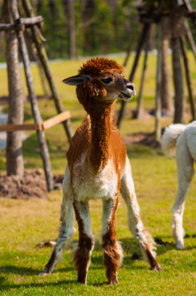AlpacaHill AlpacaHill