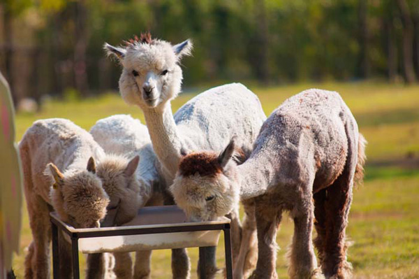 AlpacaHill AlpacaHill