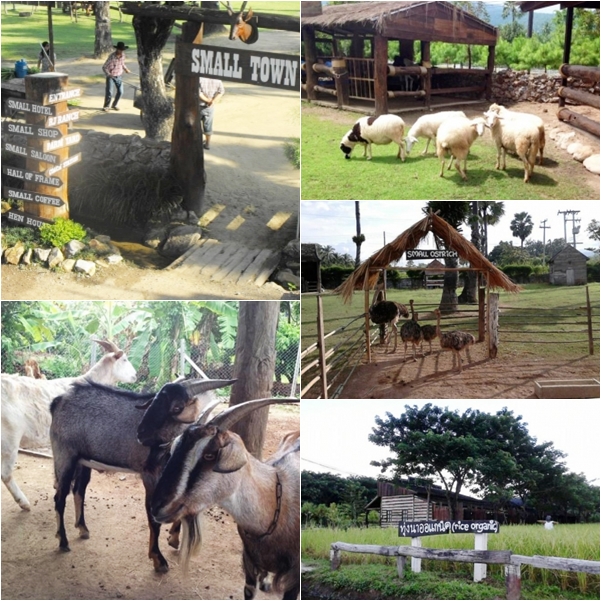 Small Farm Chiang Mai Small Farm Chiang Mai
