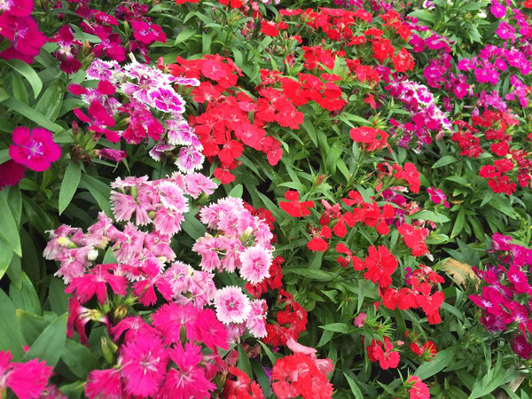 เทศกาลดอกไม้บาน ณ ตลาดน้ำหัวหินสามพันนาม เทศกาลดอกไม้บาน ณ ตลาดน้ำหัวหินสามพันนาม