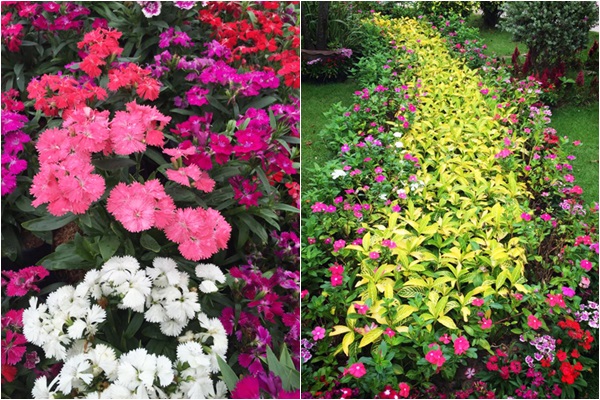 เทศกาลดอกไม้บาน ณ ตลาดน้ำหัวหินสามพันนาม เทศกาลดอกไม้บาน ณ ตลาดน้ำหัวหินสามพันนาม