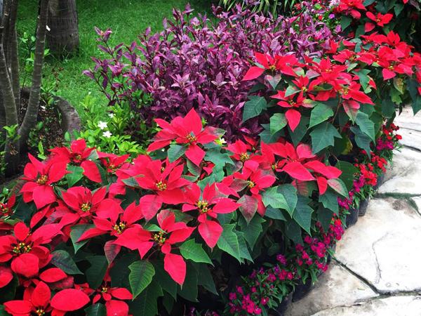 เทศกาลดอกไม้บาน ณ ตลาดน้ำหัวหินสามพันนาม เทศกาลดอกไม้บาน ณ ตลาดน้ำหัวหินสามพันนาม