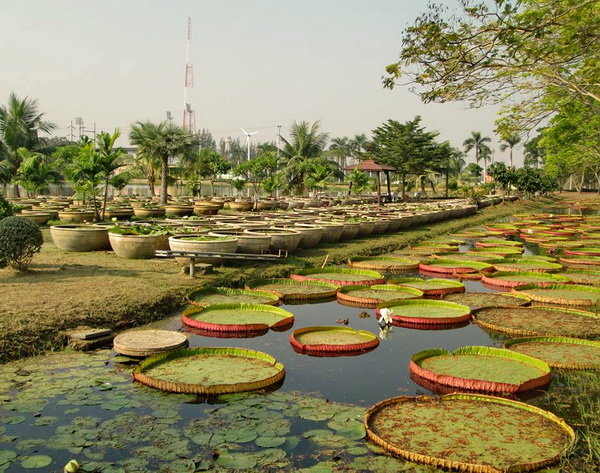 pathumthani pathumthani
