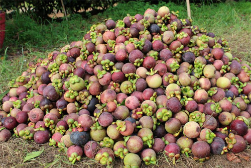 rayong fruit farm rayong fruit farm
