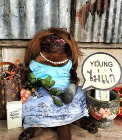 SOY YOUNG SOY YOUNG