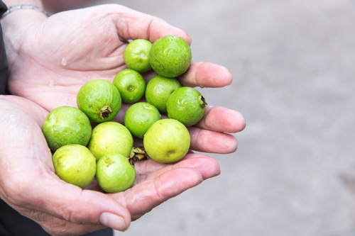 ฝรั่งขี้นก ฝรั่งขี้นก