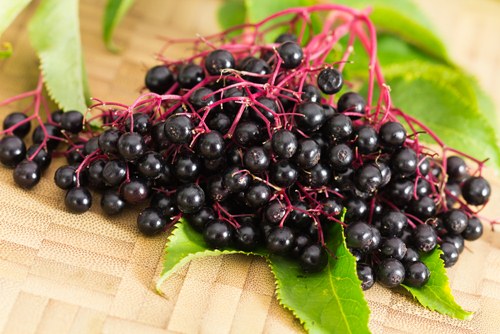 elderberry elderberry