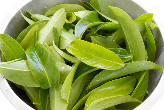 ใบชะมวง ใบชะมวง