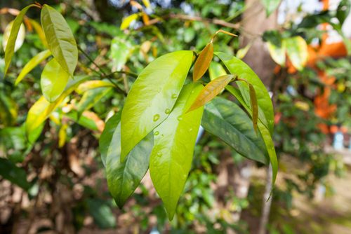 ผักเหลียง ผักเหลียง