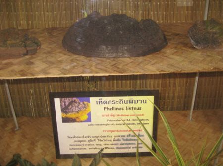 เห็ดพิมาน