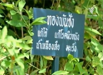 ทองพันชั่ง