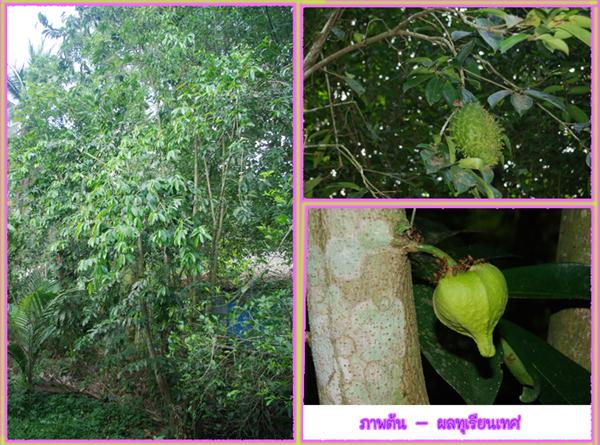 ทุเรียนเทศ ทุเรียนน้ำ ทุเรียนเทศ ทุเรียนน้ำ