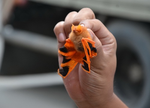 ค้างคาวสีส้ม