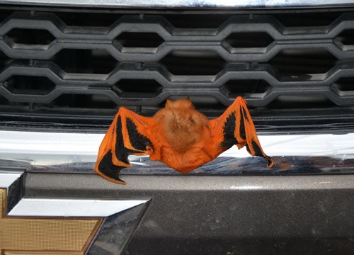 ค้างคาวสีส้ม