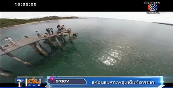 แมงกะพรุนถ้วย แมงกะพรุนถ้วย
