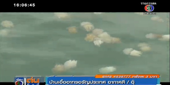 แมงกะพรุนถ้วย แมงกะพรุนถ้วย