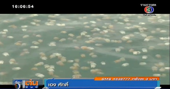 แมงกะพรุนถ้วย แมงกะพรุนถ้วย