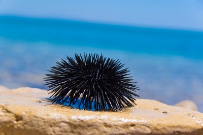 หอยเม่น