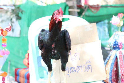 ไก่ชนยอดกตัญญู ไก่ชนยอดกตัญญู