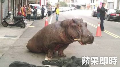 ฮิปโปพุ่งจากรถบรรทุกลงกลางถนน ฮิปโปพุ่งจากรถบรรทุกลงกลางถนน