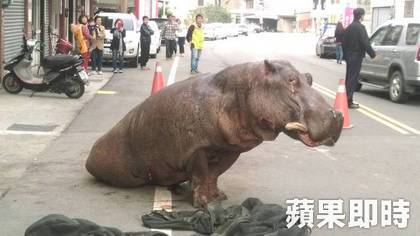 ข่าวฮิปโป ข่าวฮิปโป