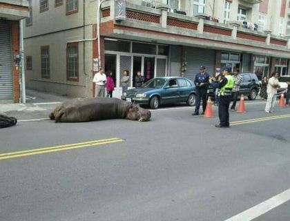 ฮิปโป ฮิปโป