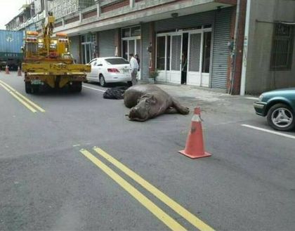 ฮิปโป ฮิปโป