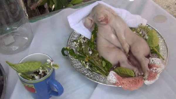 ซากลูกหมูประหลาด 1 หัว 2 ตัว 8 ขา 4 หู ซากลูกหมูประหลาด 1 หัว 2 ตัว 8 ขา 4 หู