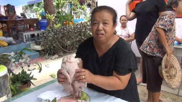 ซากลูกหมูประหลาด 1 หัว 2 ตัว 8 ขา 4 หู ซากลูกหมูประหลาด 1 หัว 2 ตัว 8 ขา 4 หู