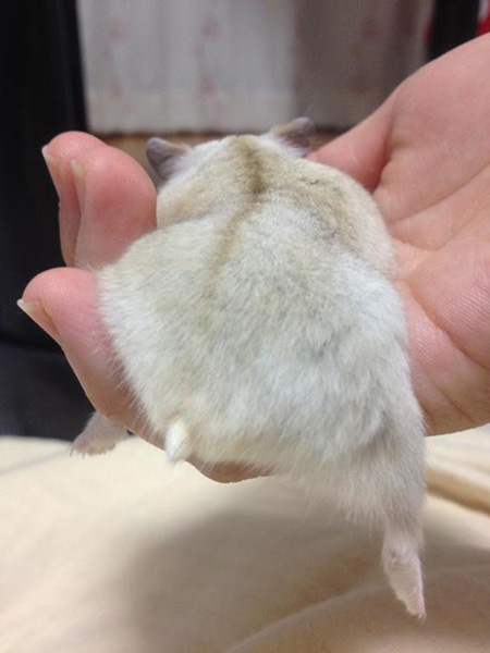 ภาพก้นแฮมสเตอร์ ภาพก้นแฮมสเตอร์