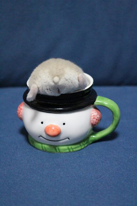 ภาพก้นแฮมสเตอร์ ภาพก้นแฮมสเตอร์