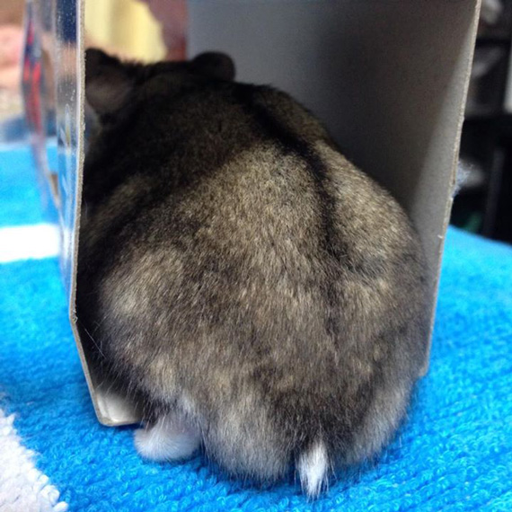 ภาพก้นแฮมสเตอร์ ภาพก้นแฮมสเตอร์