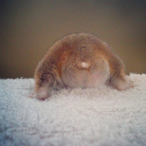 ภาพก้นแฮมสเตอร์ ภาพก้นแฮมสเตอร์