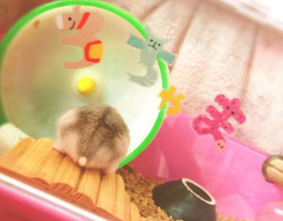 ภาพก้นแฮมสเตอร์ ภาพก้นแฮมสเตอร์