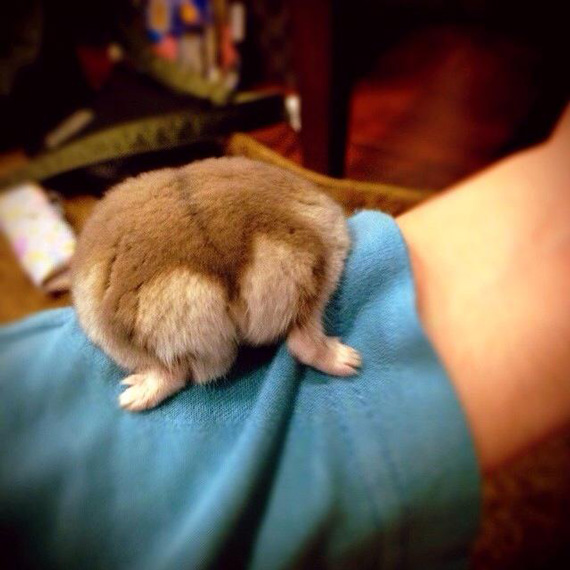 ภาพก้นแฮมสเตอร์ ภาพก้นแฮมสเตอร์