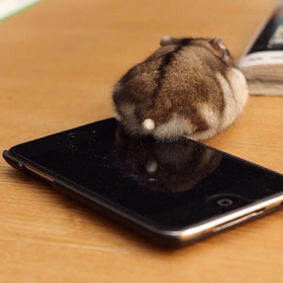 ภาพก้นแฮมสเตอร์ ภาพก้นแฮมสเตอร์