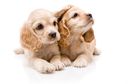 ตัวช่วยในการหาเพื่อนให้กับสุนัข ตัวช่วยในการหาเพื่อนให้กับสุนัข