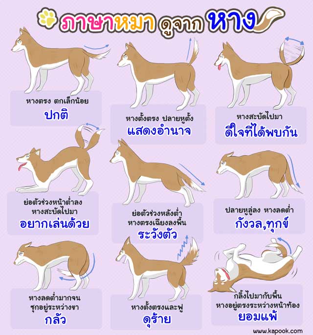 ภาษาหมา ดูจากหาง