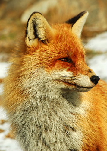 นิทาน สุนัขจิ้งจอก