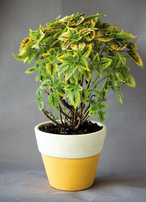 ฤาษีผสม