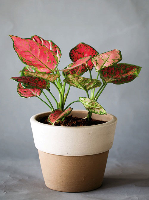 อโกลนีมา