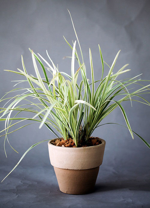 ซุ้มกระต่ายด่าง