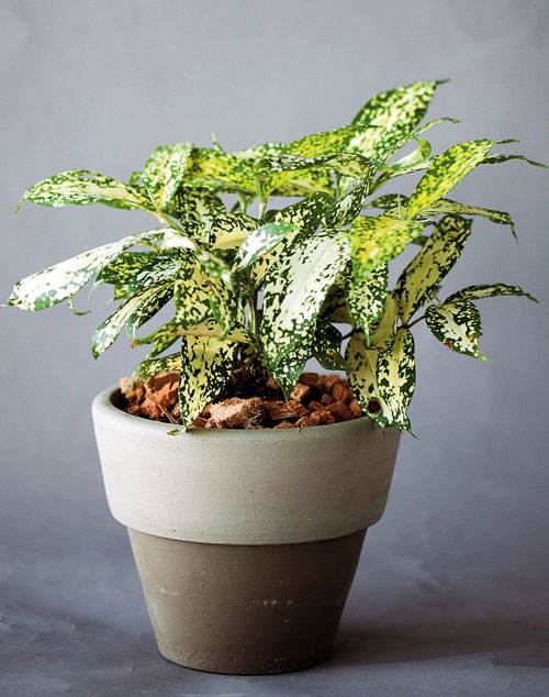 ไผ่ฟิลิปปินส์ด่าง