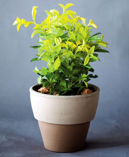 เทียนทอง