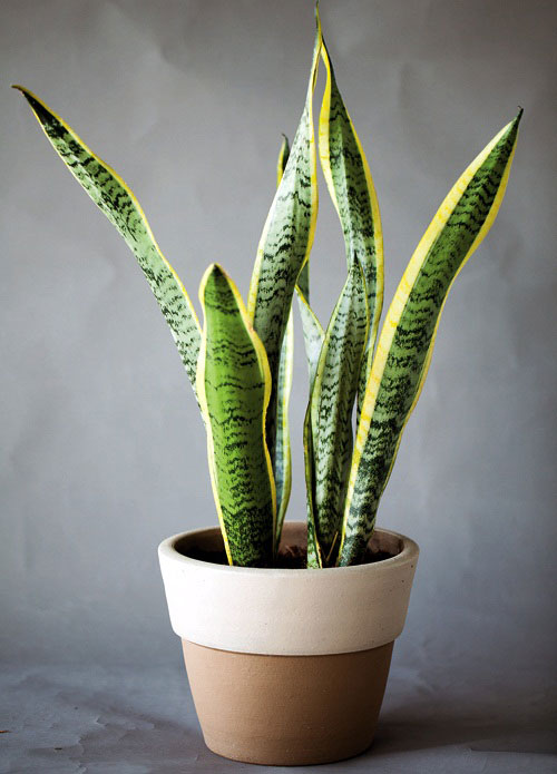 ลิ้นมังกร