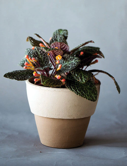 พรมกำมะหยี่