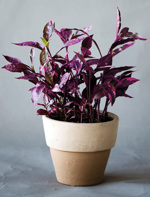 แดงชาลี