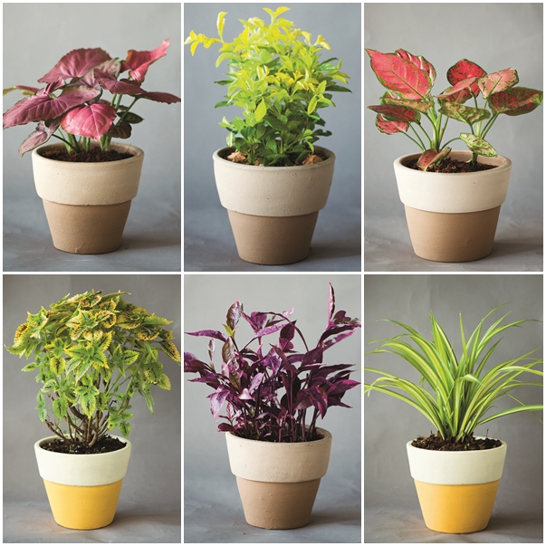 แต่งสวนสวย จากสีสันไม้ใบ